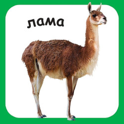Детски свят: Диви животни