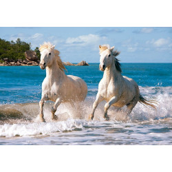 White Camargue Horses