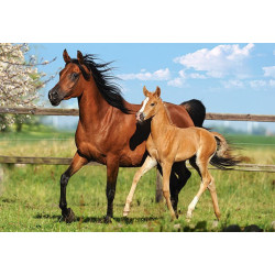 Mare and Foal
