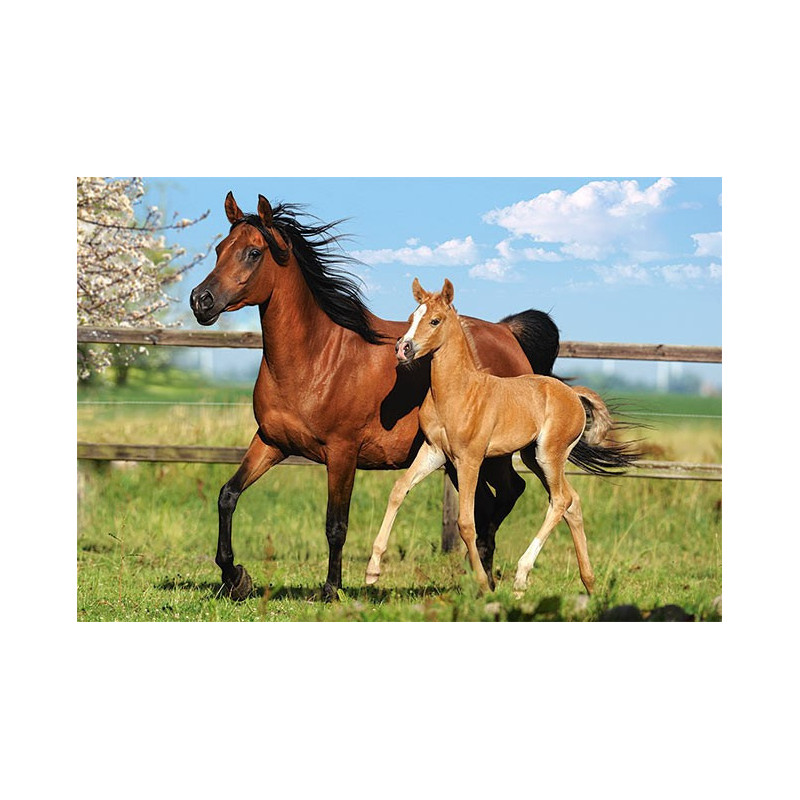 Mare and Foal