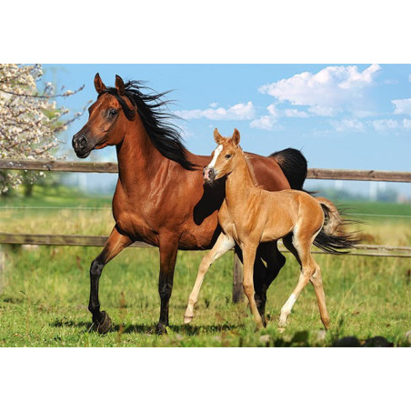 Mare and Foal