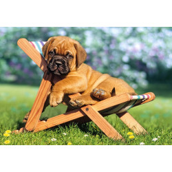 Puppy on Deckchair