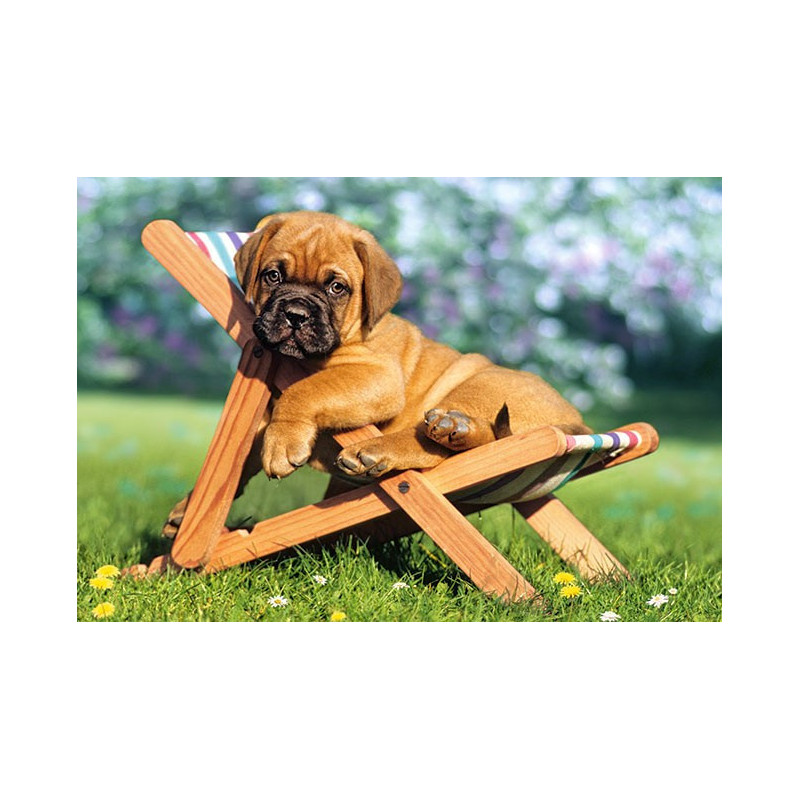 Puppy on Deckchair