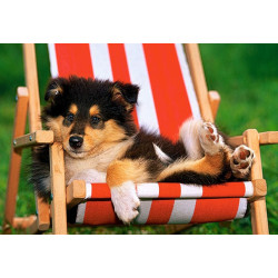 Collie Puppy