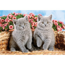British Shorthair Kittens