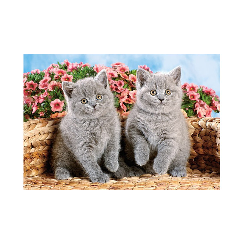 British Shorthair Kittens