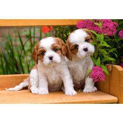 Spaniel Puppies