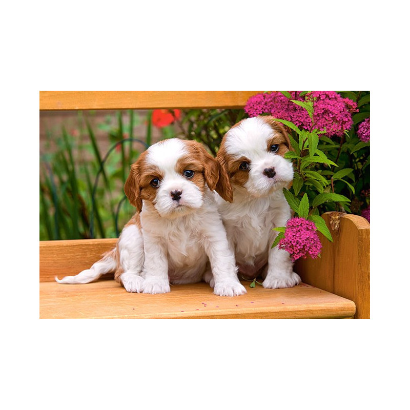 Spaniel Puppies