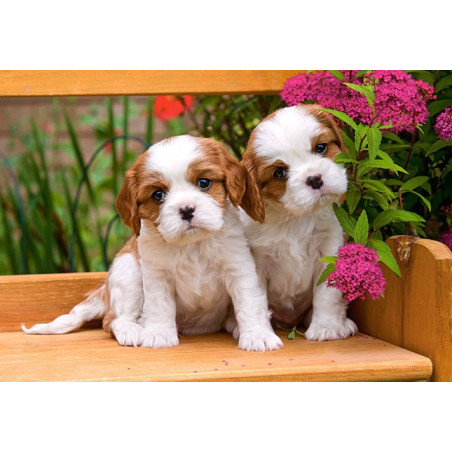 Spaniel Puppies