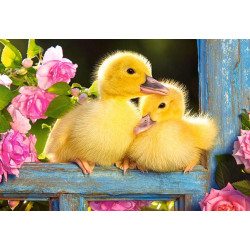 Two Ducklings