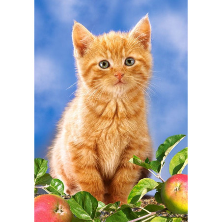Котенце